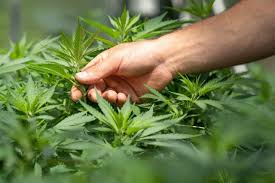 Buy weed in Bulgaria Online