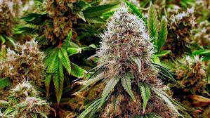 Buy weed in Czech Republic online